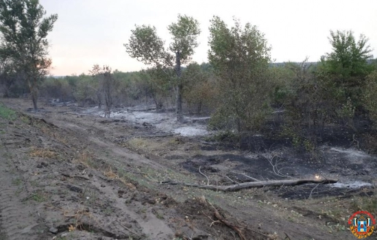 Лесной пожар в Ростовской области локализовали на площади в 311 га