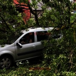 В Ростове огромное дерево повредило пять легковушек
