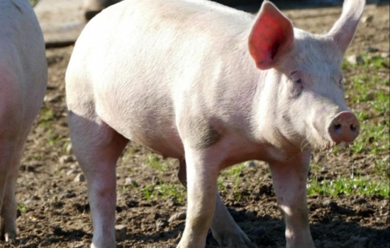 В Ростовской области зафиксировали вспышку африканской чумы свиней