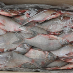 Нелегальный груз: на Дону задержали полтонны рыбы без документов