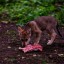 Трогательными кадрами с крошками-волчатами поделился ростовский зоопарк 2