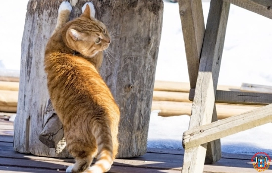 Умер "мяучный сотрудник" Выборгского замка