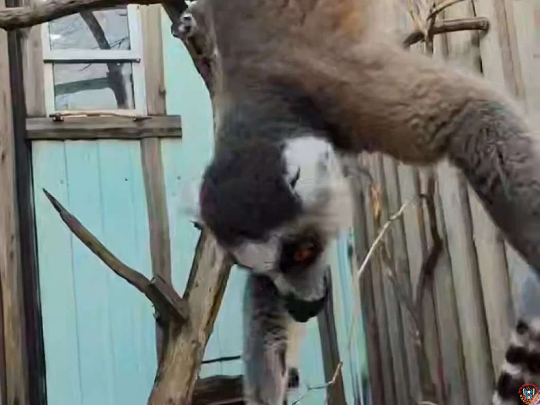 В зимний вольер перевели лемуров в Южном парке «Малинки» Ростовской области