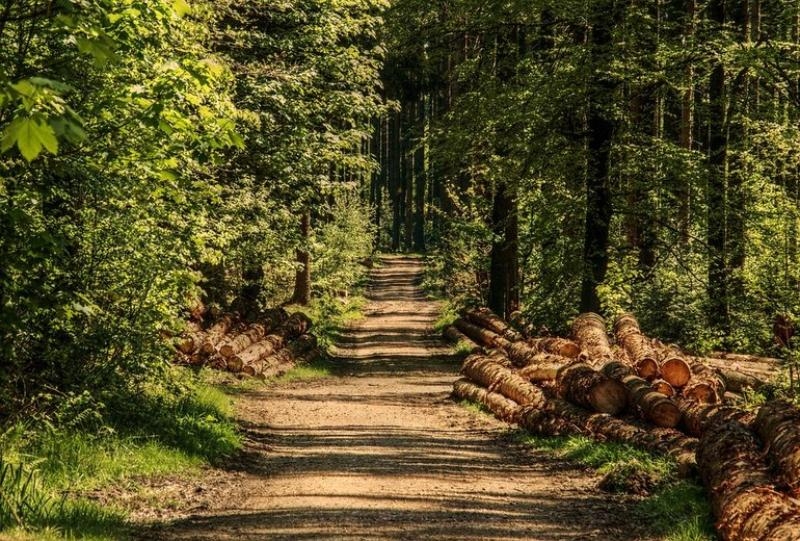 Федеральные власти назвали состояние лесов в Ростовской области удручающим