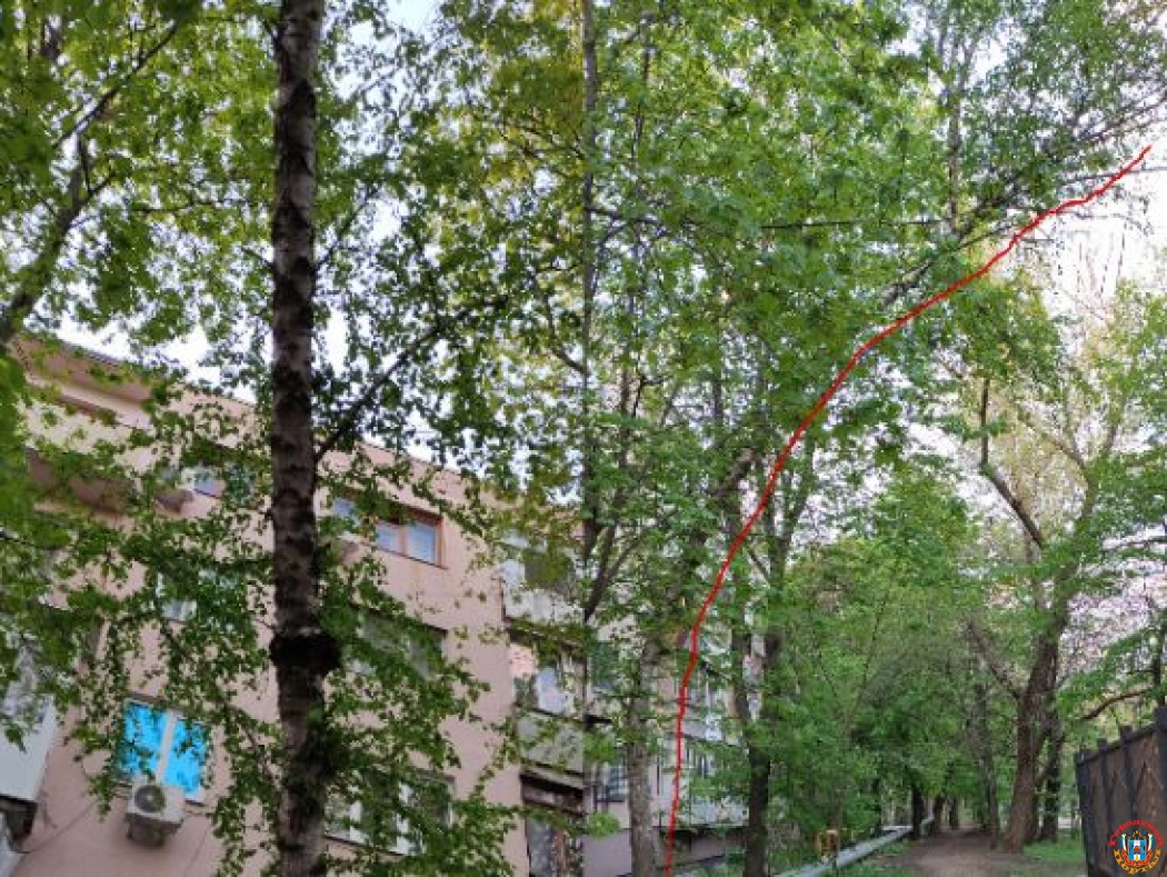 На Западном в Ростове коммунальщики спилили другое дерево вместо аварийного