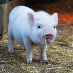 В Октябрьском районе улучшилась ситуация с пастереллезом свиней