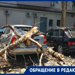 В центре Ростова сухой тополь упал на припаркованные автомобили