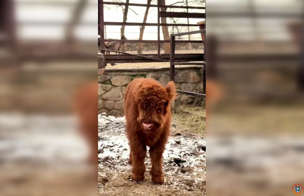 &laquo;Л&raquo; или &laquo;Р&raquo;? В парке &laquo;Лога&raquo; выбирают имя для очаровательной &laquo;шотландки&raquo;