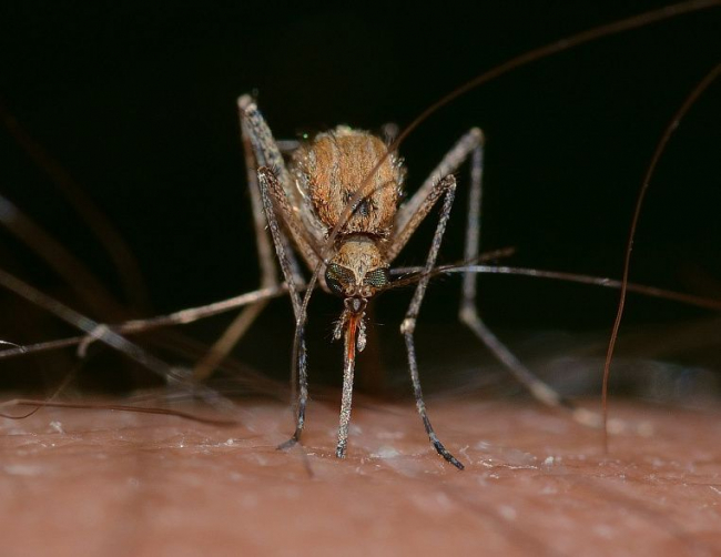 Специалисты рассказали, как защититься от комаров-переносчиков Лихорадки Западного Нила