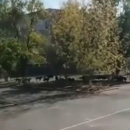 Ростовчанка пожаловалась на стаю агрессивных собак возле школы