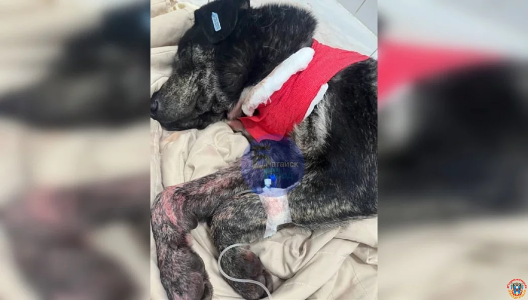 Шокирующий случай в Красном Саду: мужчина в упор расстрелял собаку, животное погибло в ветклинике