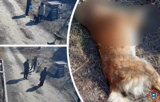 10 собак отравил наркокурьер в Ростовской области