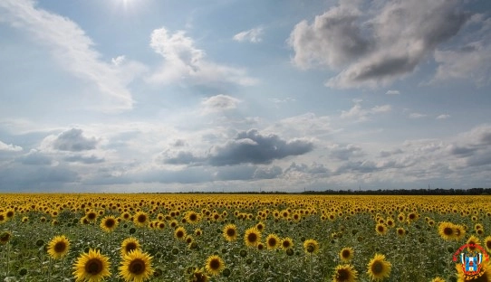 Дождь, жара и сильный ветер: прогноз погоды в Ростове с 15 по 19 августа