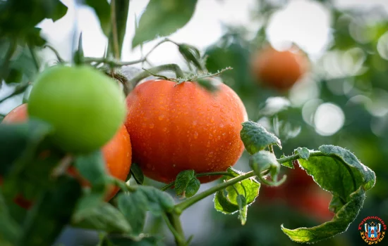 Тепличные субстраты из Ростовской области начали экспортировать в Саудовскую Аравию