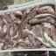 В Азовском море стартовал промысловый вылов бычков: мера призвана спасти рыбу от массового замора