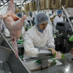 В Ростовской области за два месяца почти в два раза сократилось производство птицы и мяса