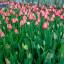 Ростов в цвету: на Театральной площади донской столицы распустились тюльпаны 5
