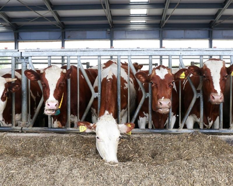 Инвесторы отказались от строительства двух молочных комплексов в Ростовской области Инвесторы отказались от строительства двух молочных комплексов в Ростовской области
