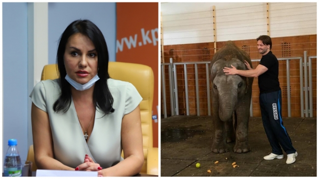 Власти Ростова рассказали, можно ли вернуть слониху из московского цирка