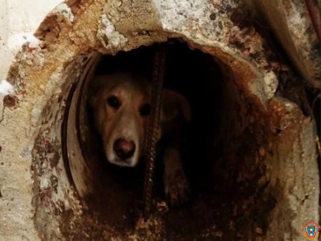 В Ростове спасатели вытащили собаку, застрявшую в канализационном люке