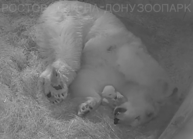 Трогательное видео с белым медвежонком показал ростовский зоопарк