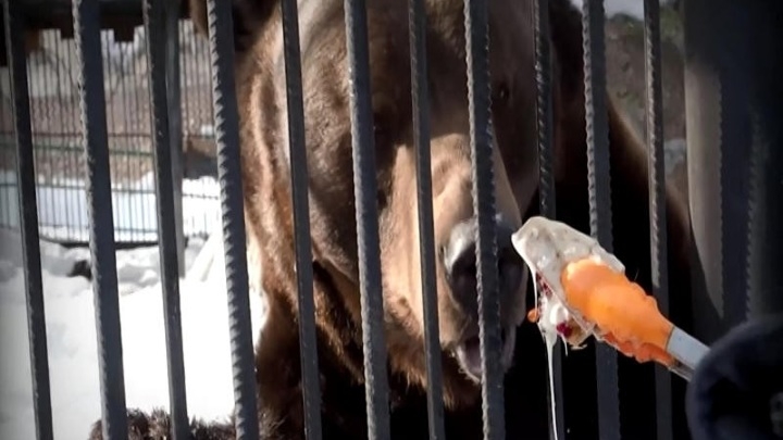Для медведей красноярского зоопарка устроили "Мишкины потягушки"