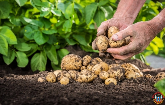 Картофель: выращивание и уход