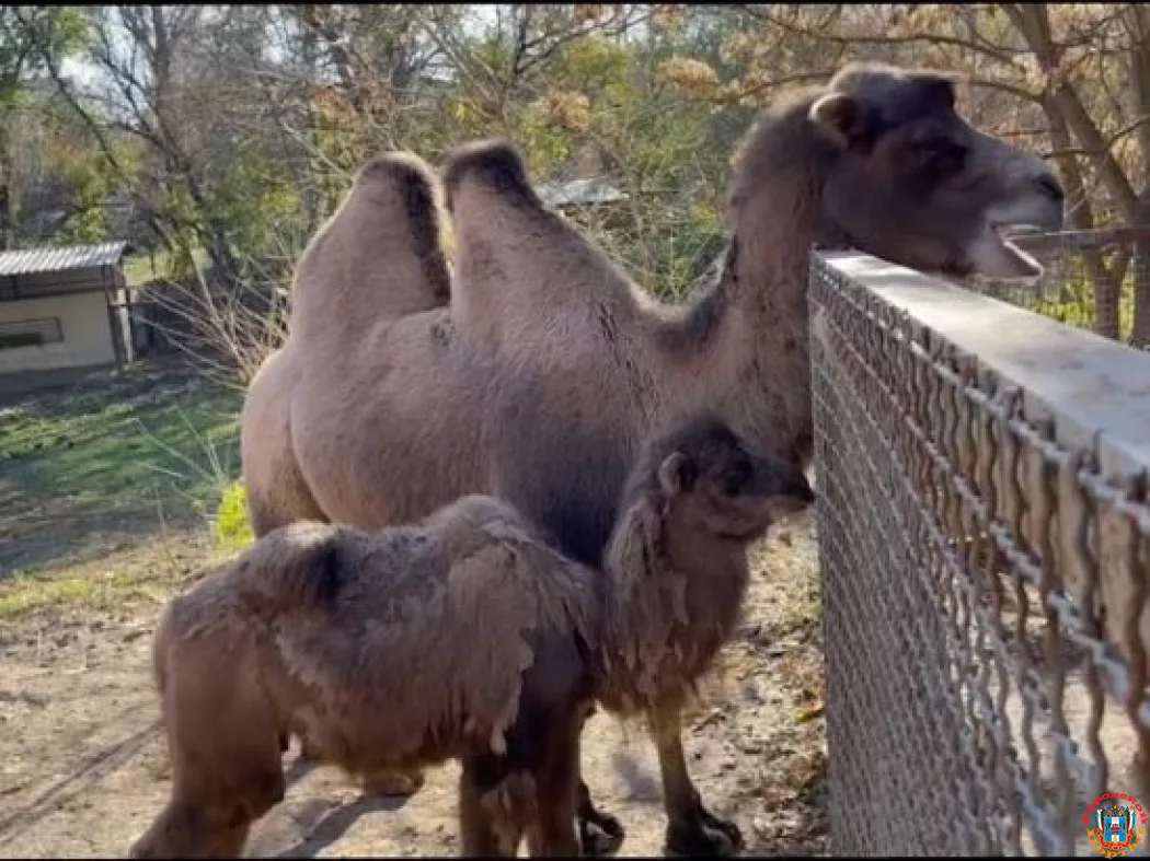 В зоопарке Ростова родился детеныш верблюда