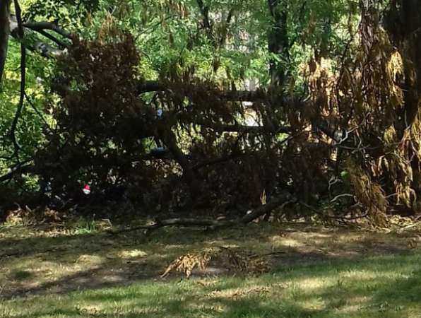 Упавшее на детской площадке дерево за два месяца не попытались убрать коммунальщики