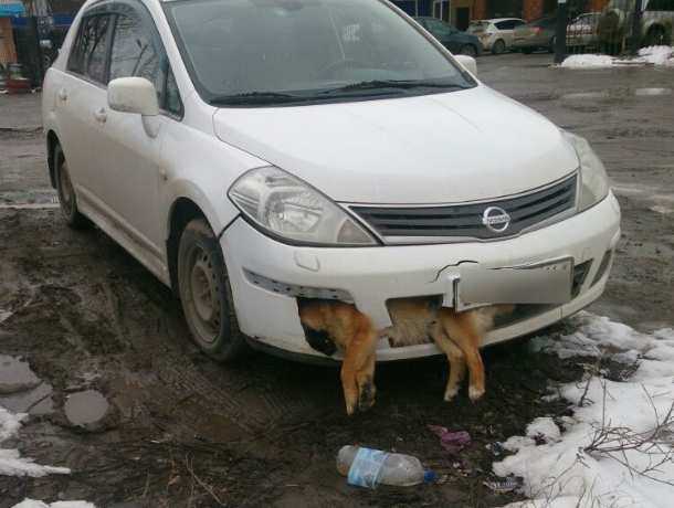 Отморозок на Nissan с мертвым псом в бампере шокировал горожан в Ростовской области