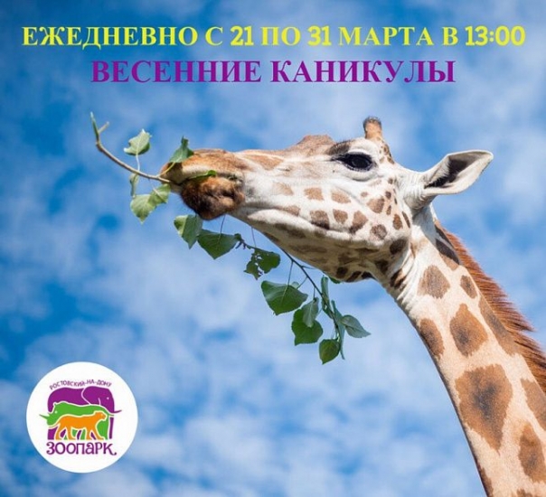 Ежедневные показательные кормления животных и фотосессии с мини-пони: программа Ростовского зоопарка до конца марта