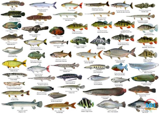 Разновидности рыб