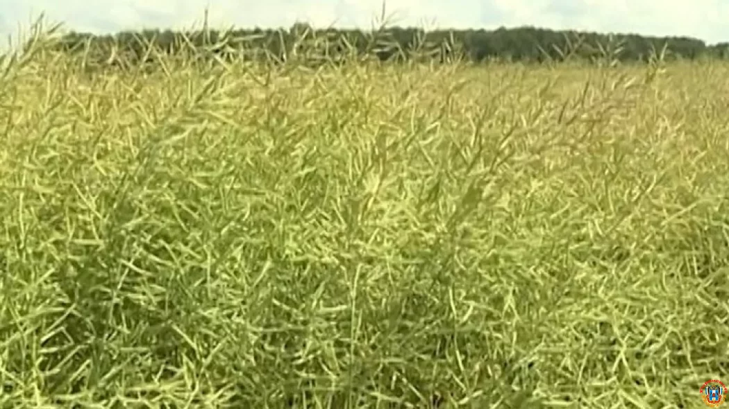 На Орловщине установлен рекорд по производству масличных культур