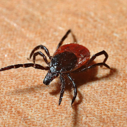 В Ростовской области 37 жителей заразились крымской лихорадкой после укуса клещей