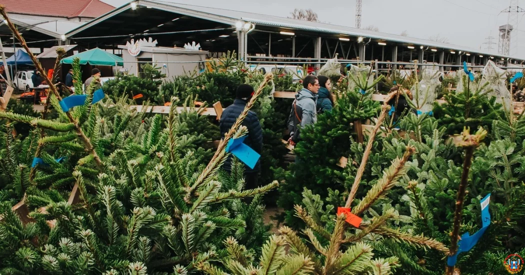 В городе открылись елочные базары и ярмарки
