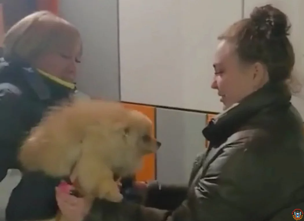 Забытый пассажир: как донские автоинспекторы спасли собаку, потерявшуюся на платном терминале М-4