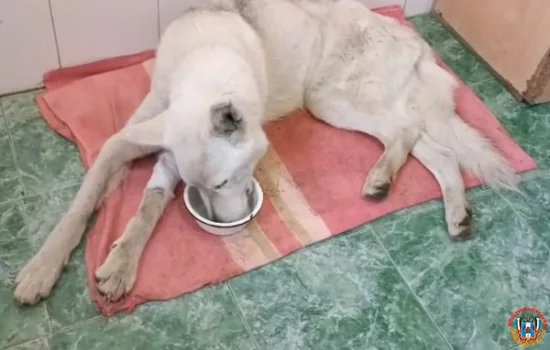 Зараженный клещ укусил в Шахтах собаку