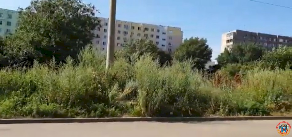 «Из-за бездействия властей мы должны страдать от аллергии»: жительница Ростова пожаловалась на заросли амброзии возле дома