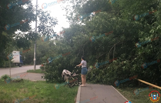 Ростовчане просят расчистить Темерницкую рощу от сухостоев