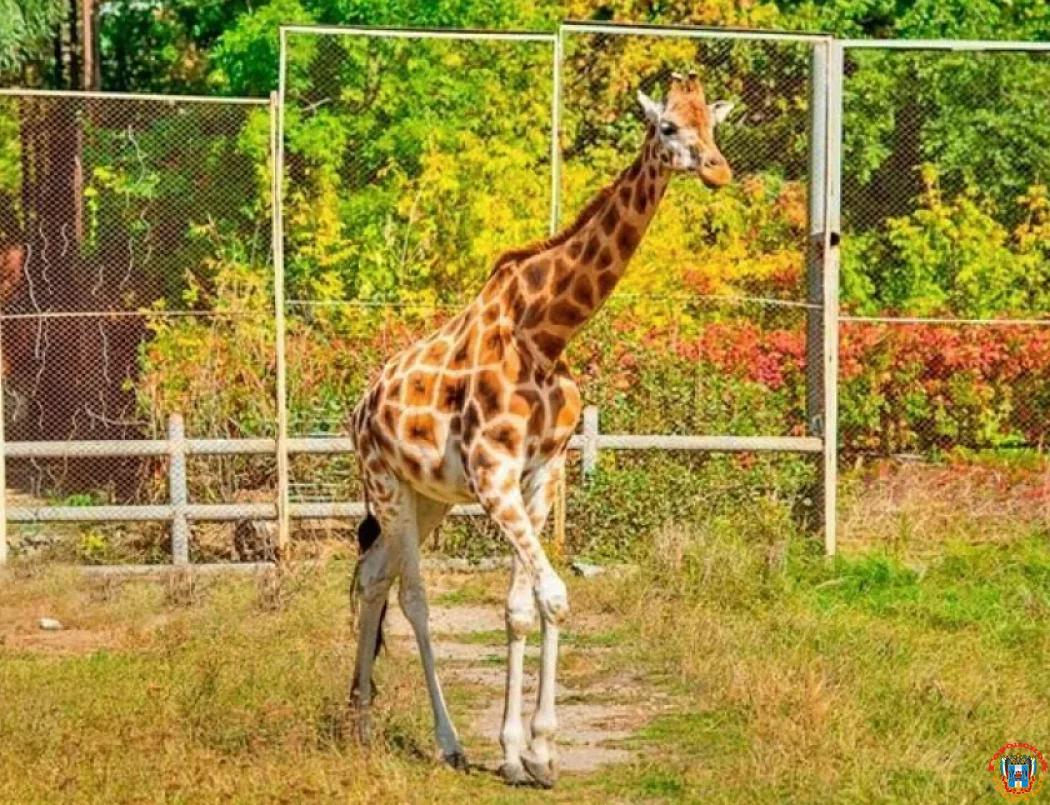 Самка жирафа по кличке Елизара умерла в зоопарке Ростова