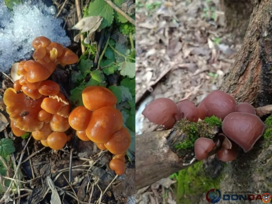 Тихая охота в феврале: эксперт из Ростова раскрыл секреты сбора зимних грибов на Дону