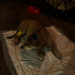 В Новочеркасске неизвестные проломили голову щенку и выбросили его в мусорку
