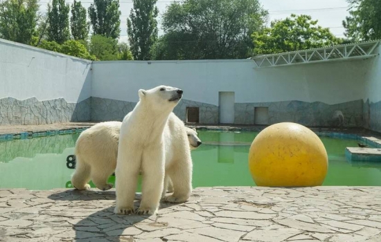 «Грязевые лужи и ледяные фрукты»: как спасаются от жары обитатели ростовского зоопарка