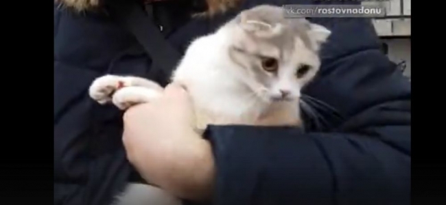 В Ростове прохожие спасли упавшую с высоты кошку