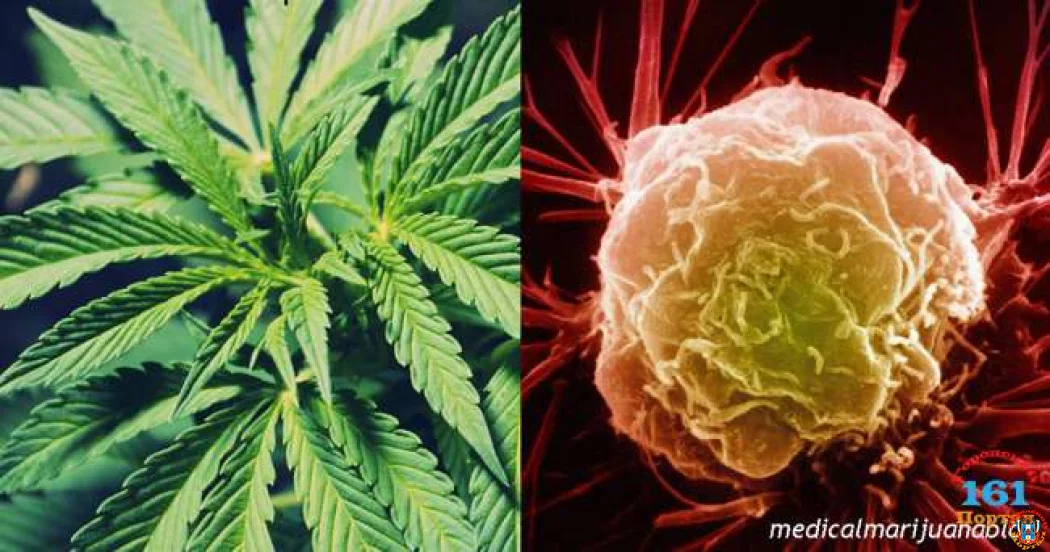 Марихуана укрепляет иммунитет и убивает раковые клетки, выяснили немецкие врачи!