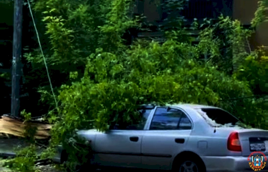 В разных районах Ростова шквалистый ветер повалил около 10 деревьев