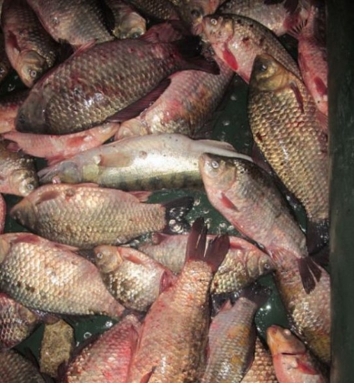 По 5 лет за 100 рыб: на Дону задержали браконьеров с незаконным уловом