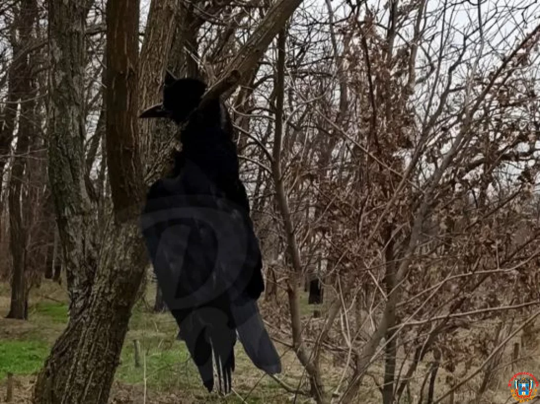 Мертвых воронов неизвестные развесили на деревья у Цыганского озера