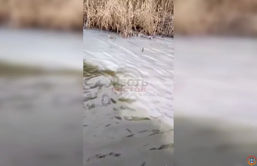 Соцсети против экоцида: в Волгодонске поймали нарушителя, превратившего берег котлована в свалку