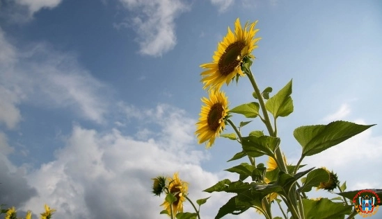 В области — дождь, в Ростове — жара: какую погоду ждать 11 августа